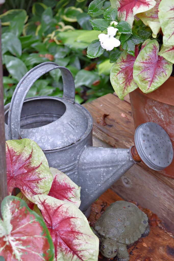 Vintage watering can amongst pretty garden flowers.