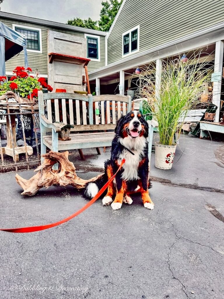 Webster, the Bernese Mountain Dog greeting Sage Farm Antiques vintage enthusiasts.