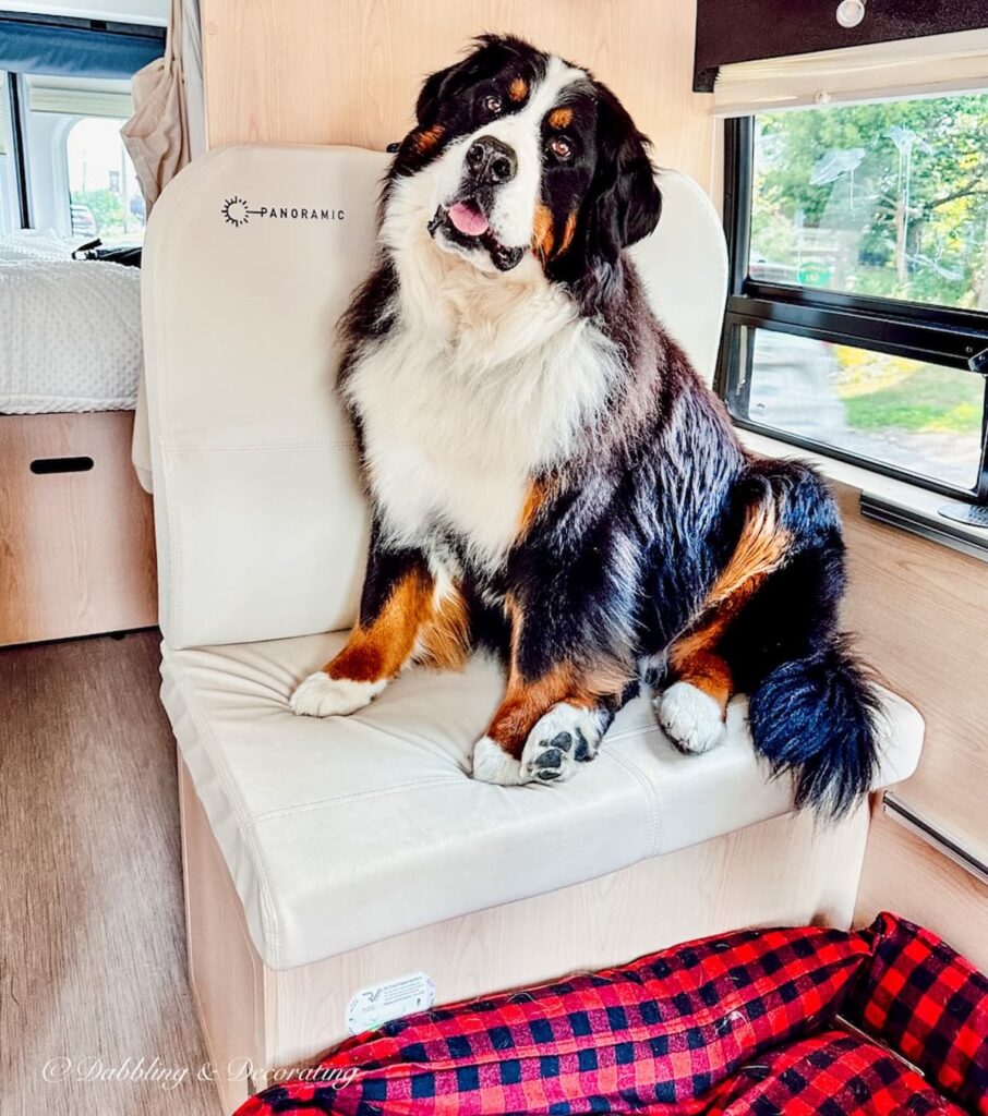 Bernese Mountain Dog in RV during Maine Coastal Towns Road Trip.