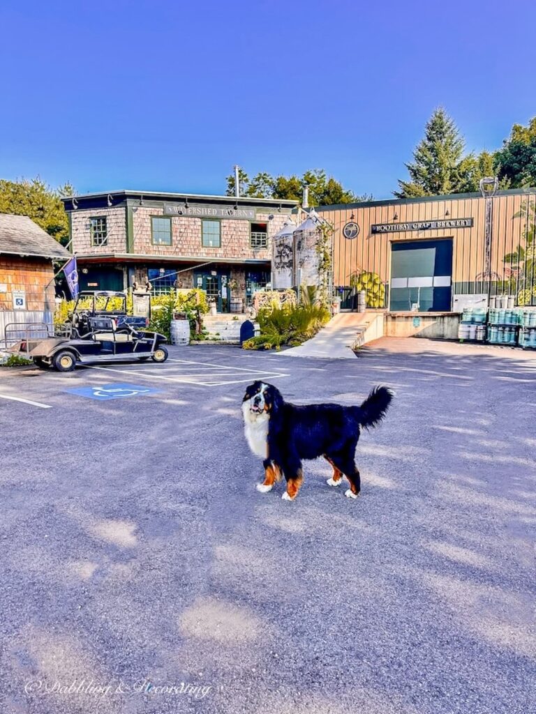 Bernese Mountain Dog in front of Boothbay Harbor Maine Craft Brewery.