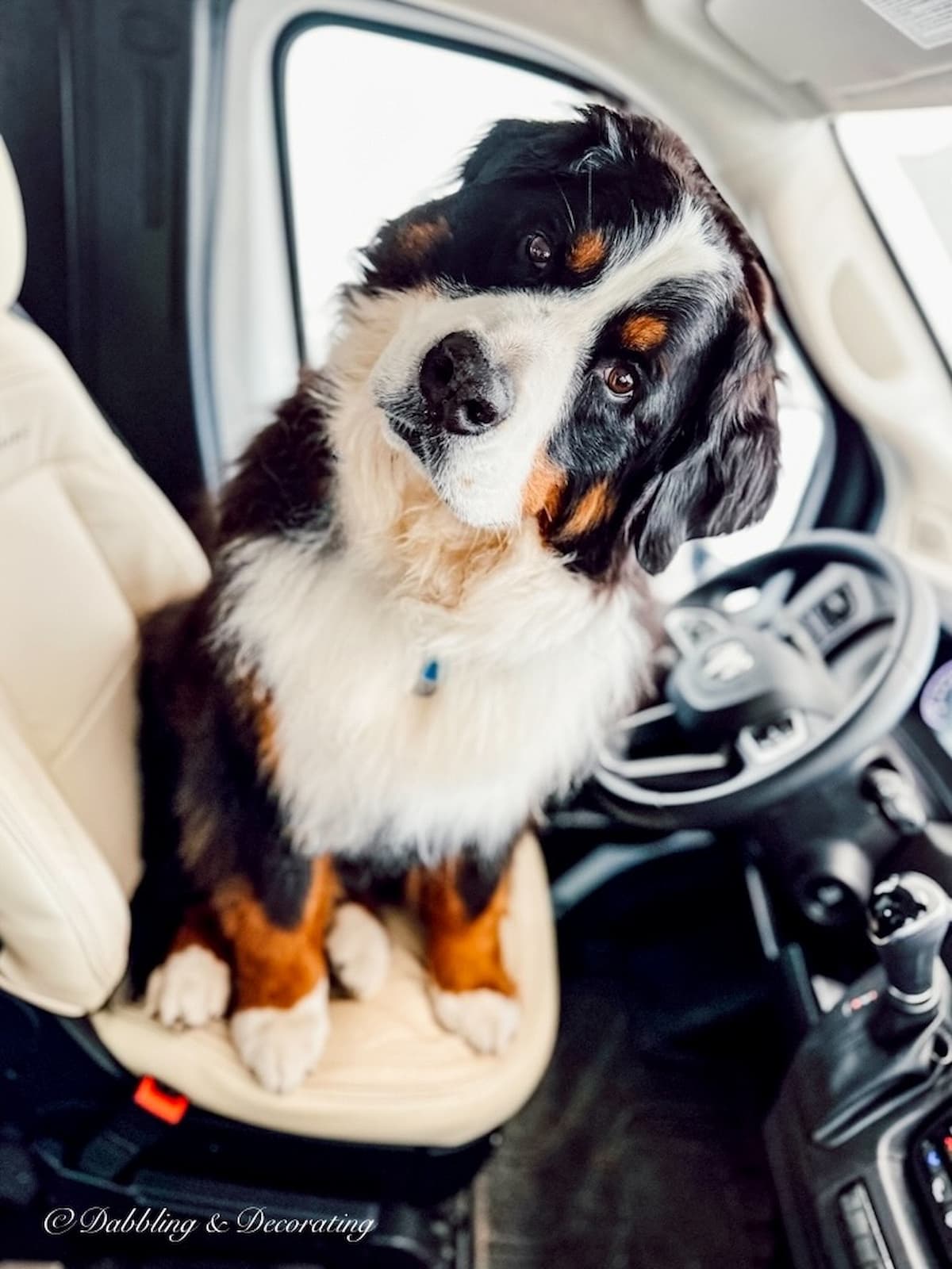 Bernese Mountain Dog sitting on drivers RV seat with cute cocked look.