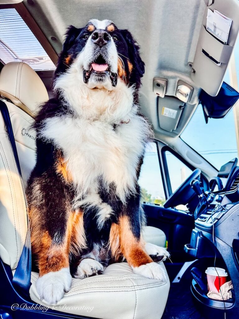 Bernese Mountain Dog on RV Passenger Seat.