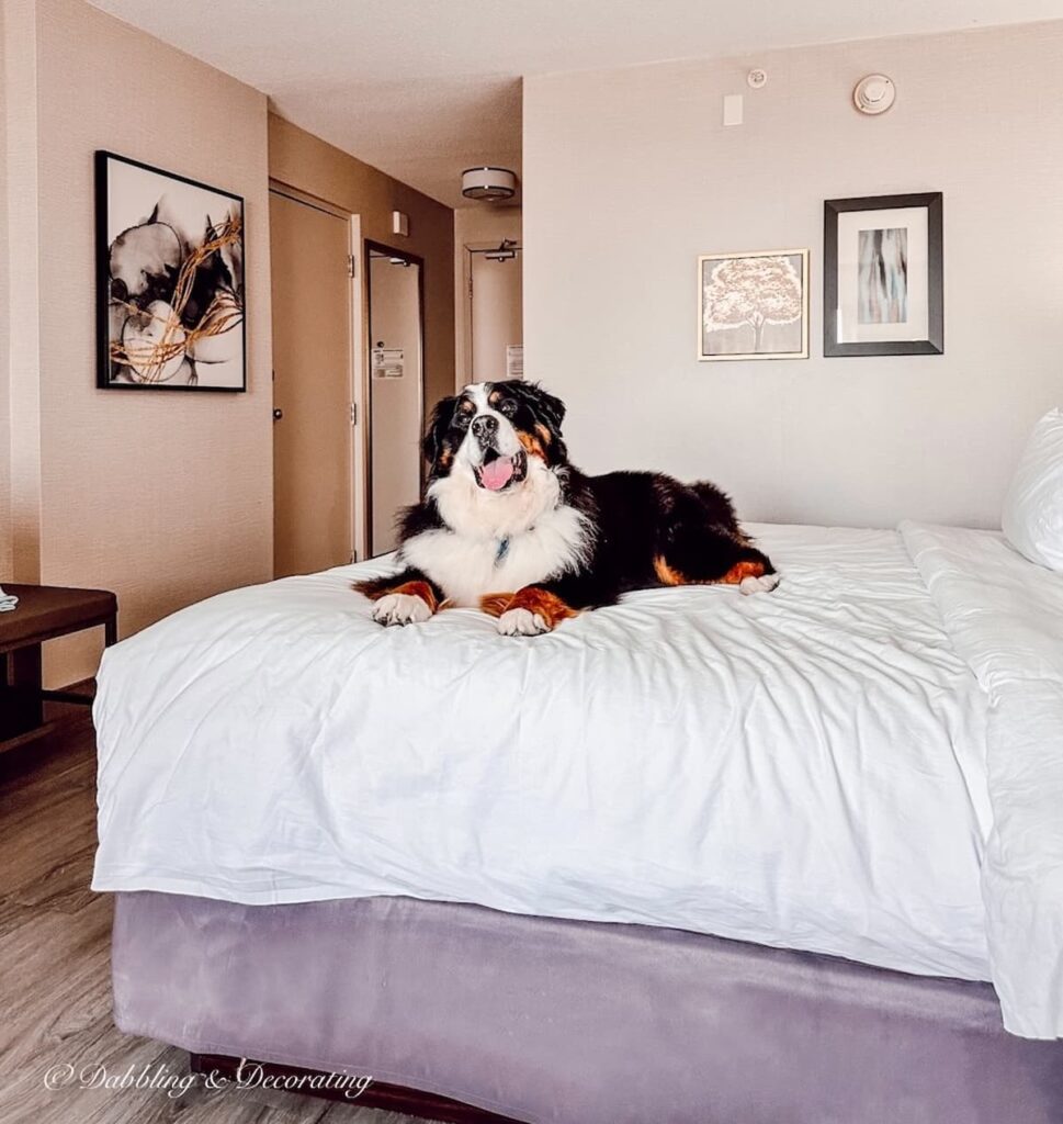 Bernese Mountain Dog happy on Hotel bed.