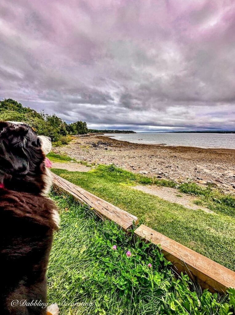 Bernese Mountain Dog overlooking the Bay of Fundy.