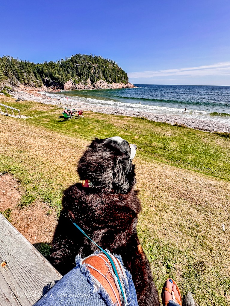 Ocean View and Pine trees view on the Cabot's Trail Cape Breton Island Nova Scotia with Bernese Mountain Dog