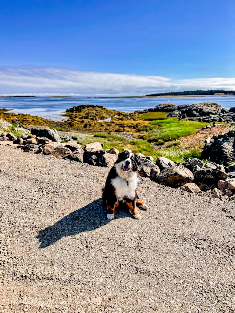 Bernese Mountain Dog at Shore Oasis Boondocking on the Bay of Fundy in Grand Manan, New Brunswick.