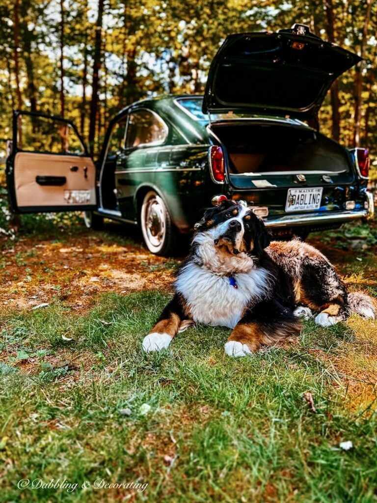 Bernese Mountain Dog in front of 1968 Green VW Fastback Car in Woods.