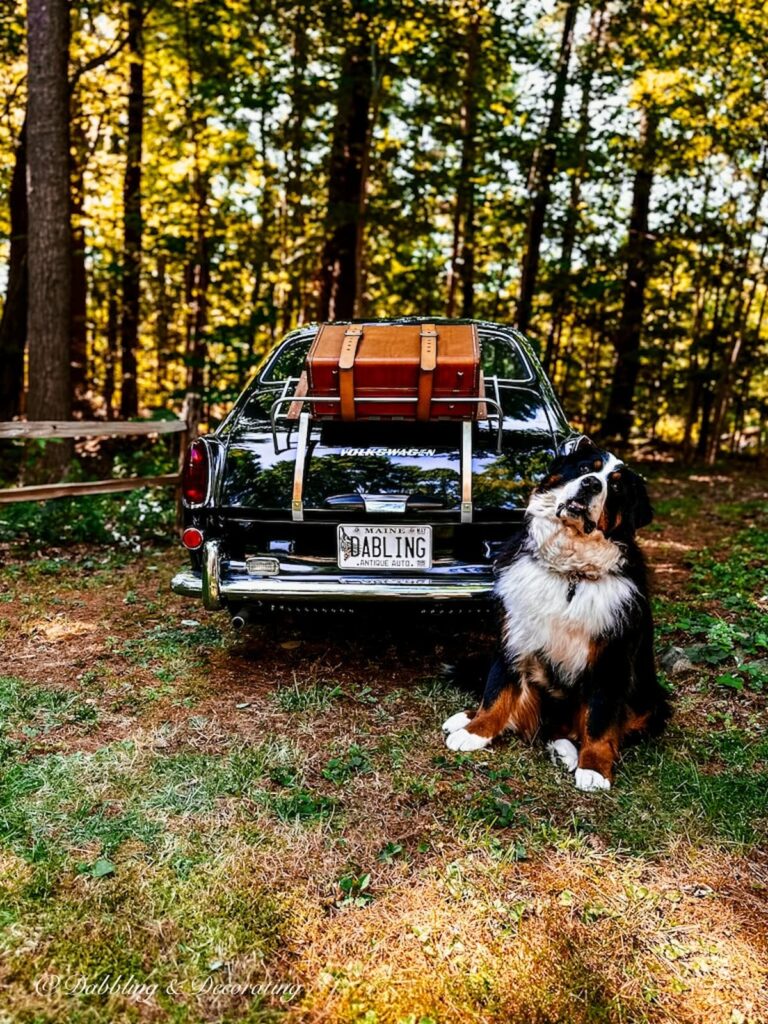 Bernese Mountain Dog in front of 1968 Green VW Fastback Car in Woods.