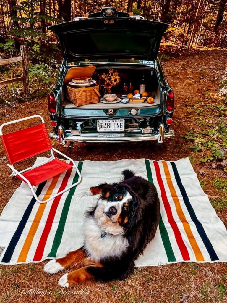 Bernese Mountain Dog laying on Pendleton Wool Blanket with red chair at vintage car picnic in the woods.