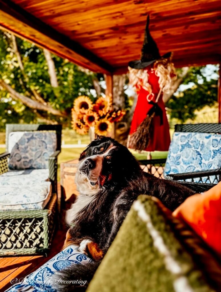 Bernese Mountain Dog sitting on Fall inspired porch with witchy decor and sunflowers.