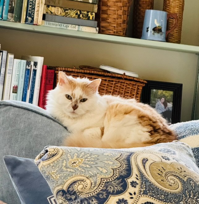 Paisley pillow on blue couch with cozy cat.