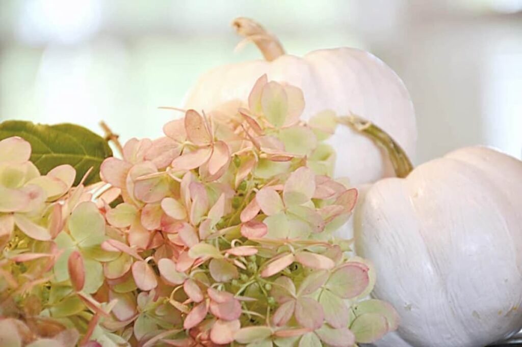 Pink hydrangeas and white pumpkins close up.