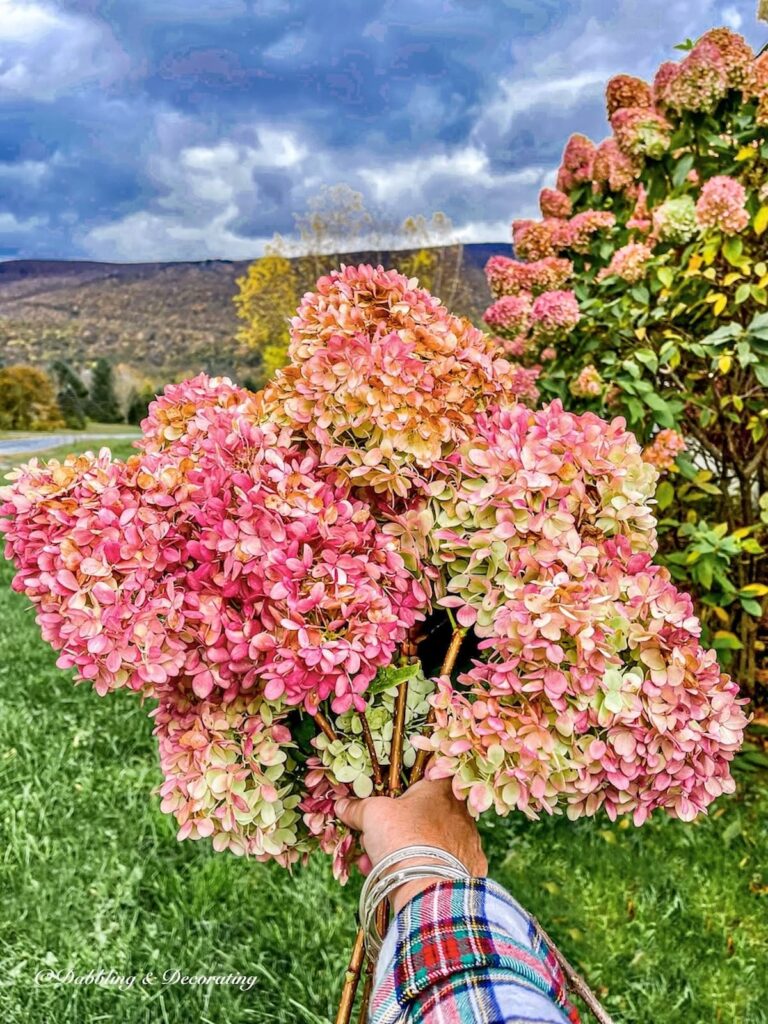 A bunch of pink fall hydrangeas in hand next to hydrangeas bushes in the mountains.