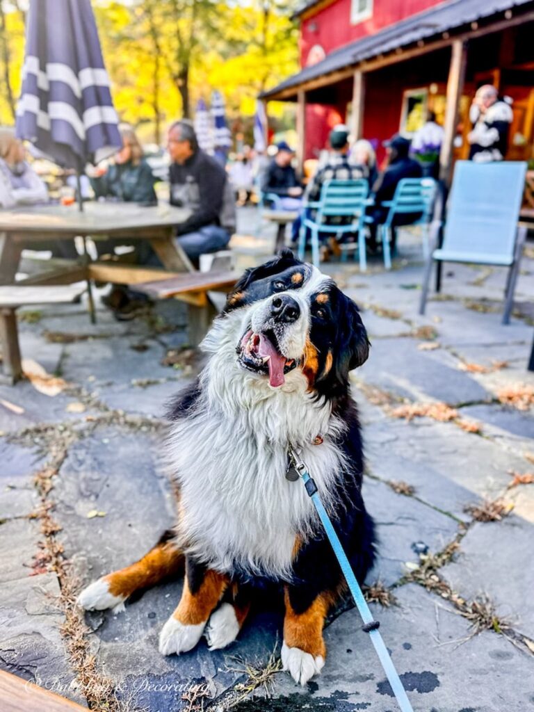 Bernese Mountain Dog at Harpoon Brewery Oktoberfest during Vermont fall foliage season.