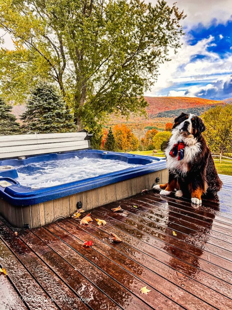 Bernese Mountain Dog next to blue hot tub in Vermont mountains during peak foliage.