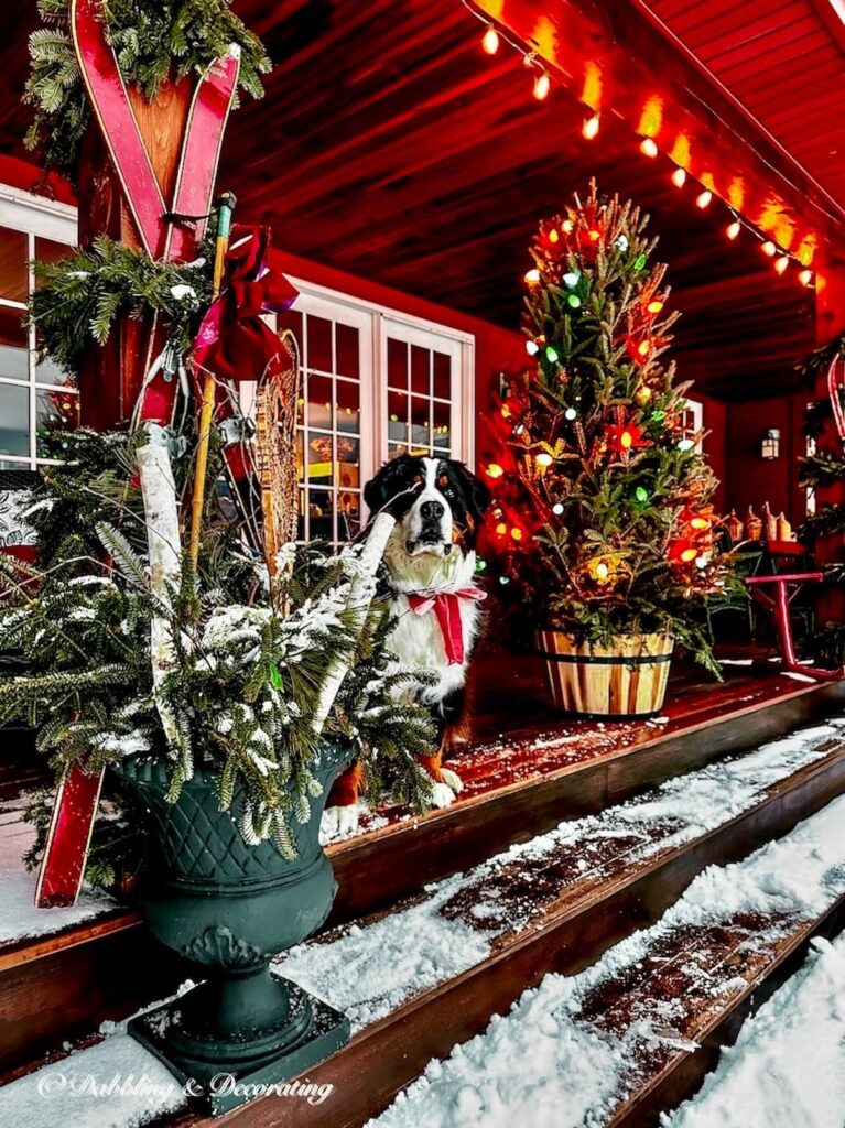 Bernese Mountain Dog with pink bow on Christmas styled vintage porch.