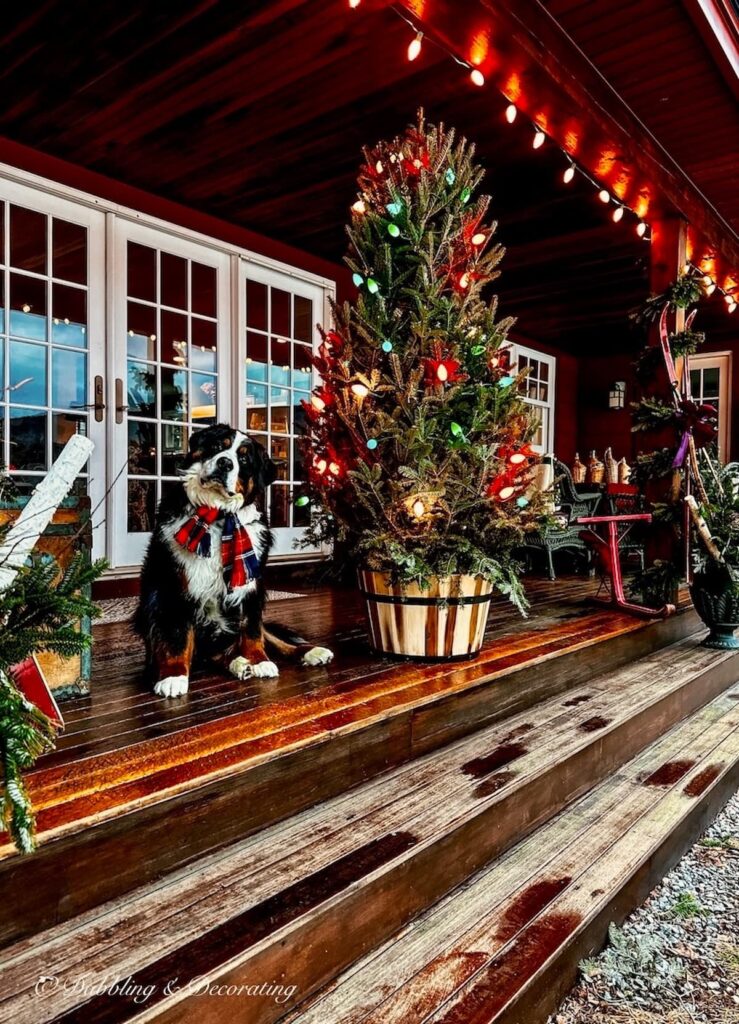 Bernese Mountain Dog on Christmas decorated porch next to Christmas tree in a whiskey barrel with colored lights.