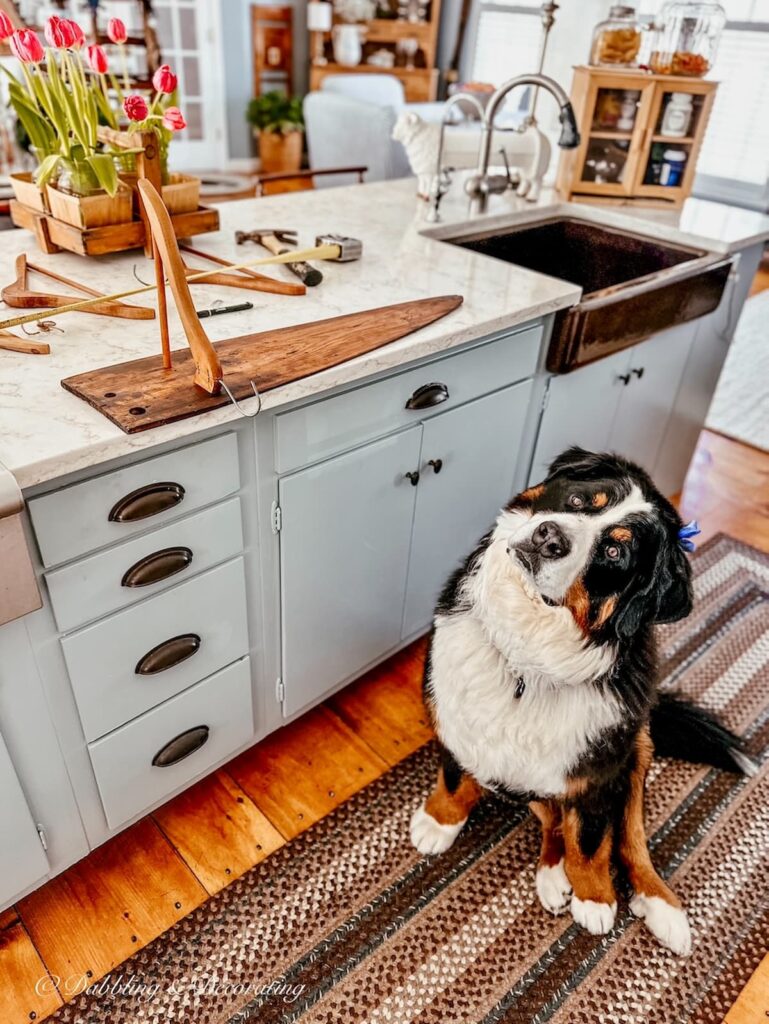 Bernese Mountain Dog in kitchen with tilted head during DIY coat rack project.