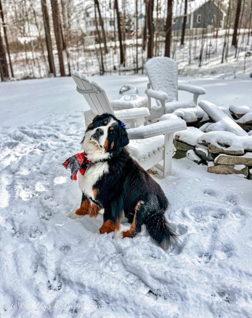 Bernese Mountain Dog sitting in the snow with a plaid scarf on in front of a stone fire pit surrounded by Adirondack chairs.