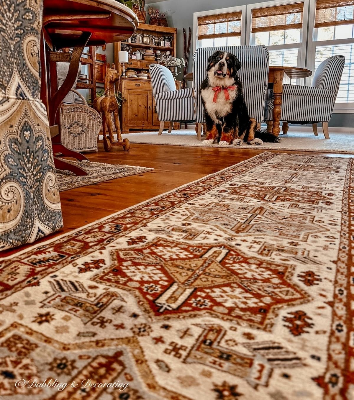 Bernese Mountain Dog posing in vintage decor style dining room with brown and blue decor and bamboo window shades on windows.