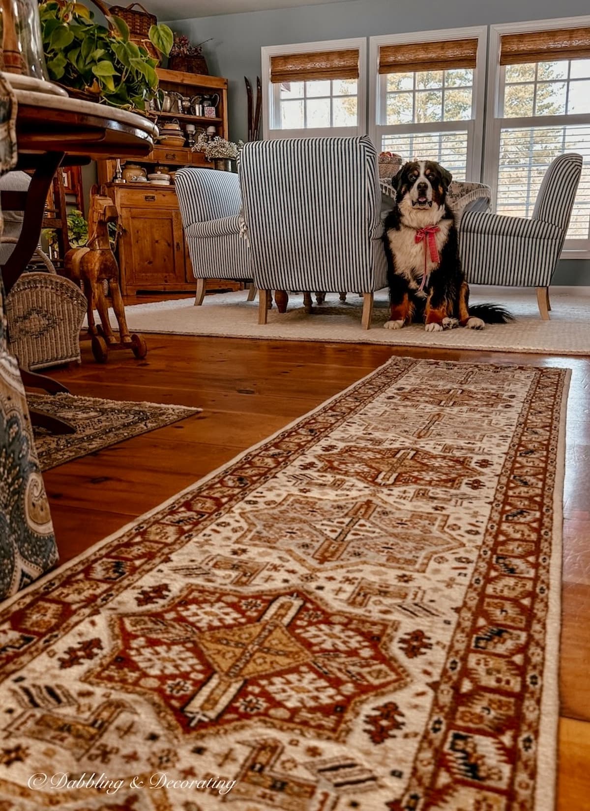 Bernese Mountain Dog posing in vintage decor style dining room with brown and blue decor and bamboo window shades on windows.