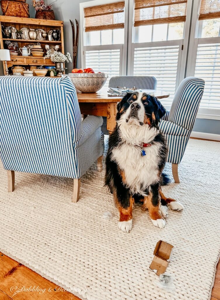 Bernese Mountain Dog sitting in Dining room with boxes on the floor in front of her.  Mischief.