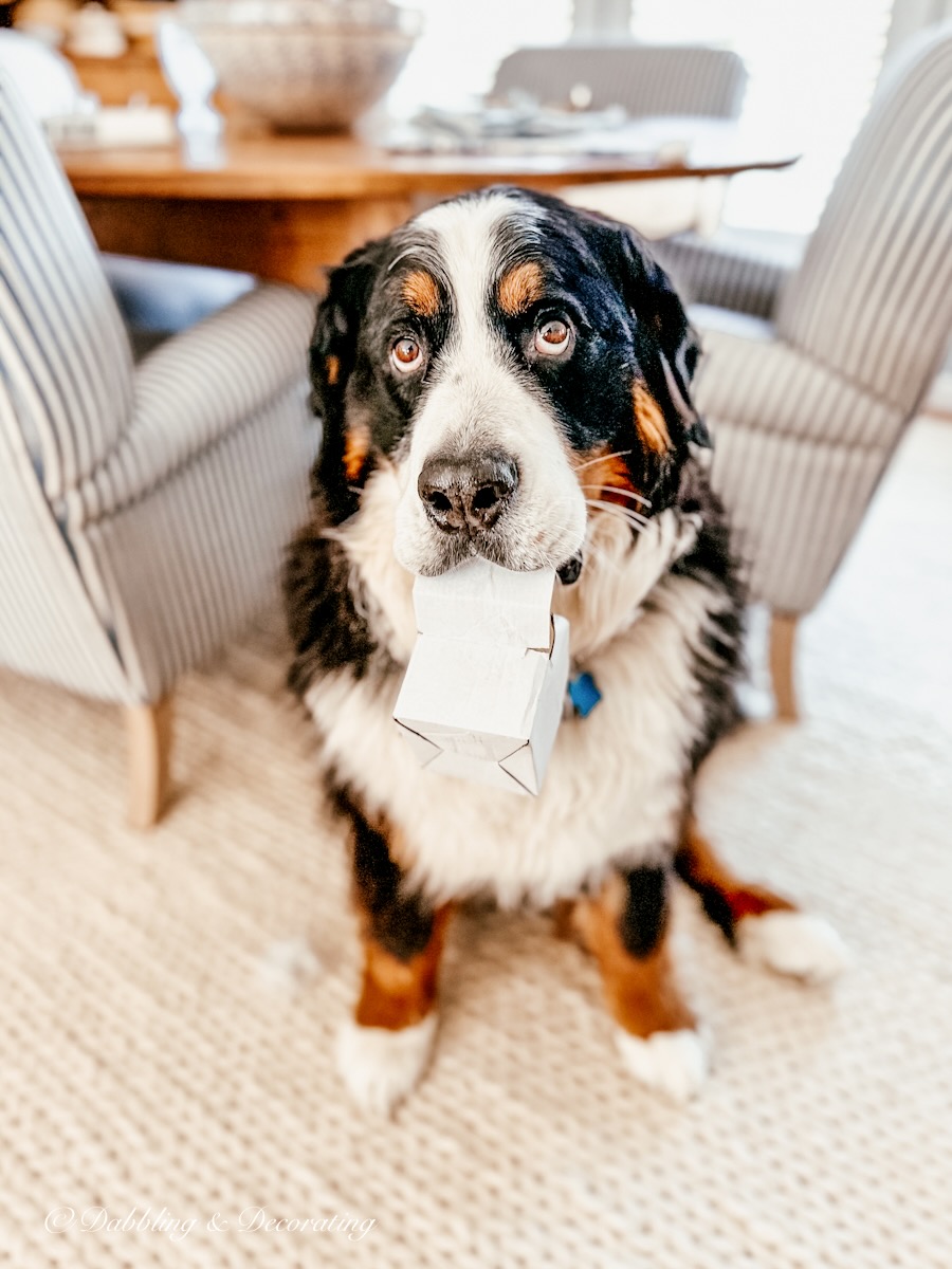 Bernese Mountain Dog with box in her mouth sitting on white rug looking up.