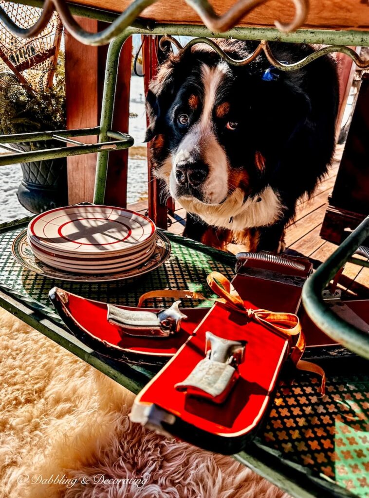 Bernese Mountain Dog looking through a vintage bar cart on porch.