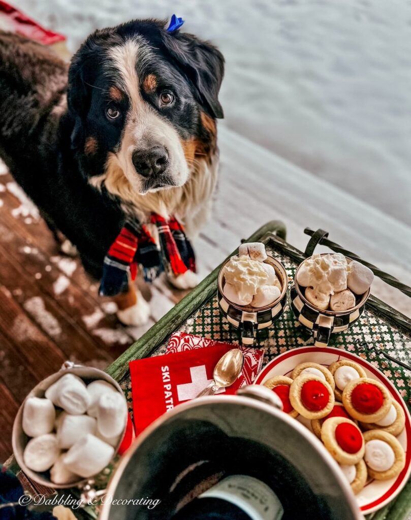 Bernese Mountain Dog at hot chocolate bar on snowy porch.