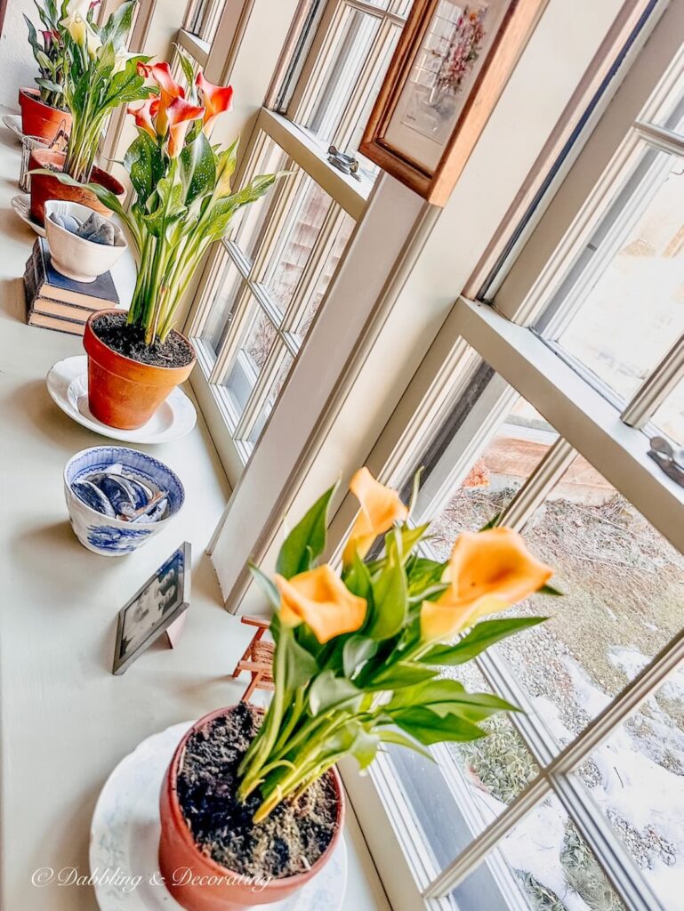 Cala Lillies in terracotta pots along a long windowsill.