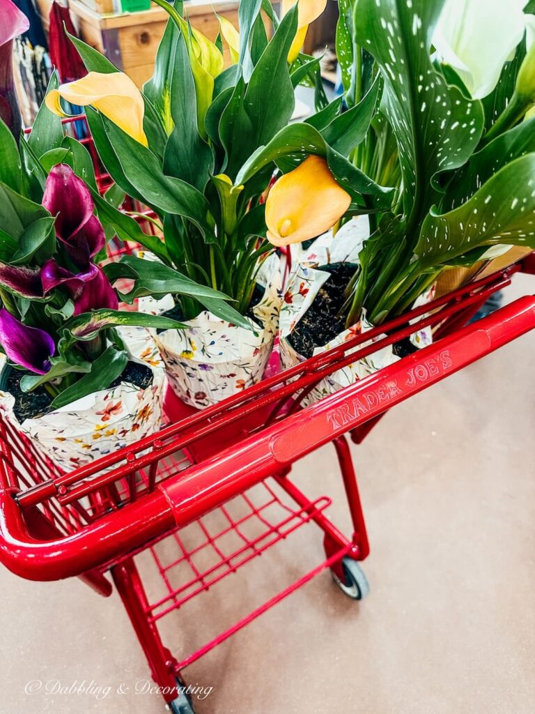 Red shopping cart at Trader Joes with cart full of different color Cala Lily's.