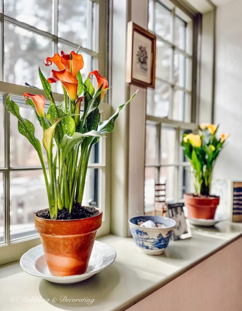 Different colored Calla Lilies in terracotta pots lining large windowsill in vintage home decor.