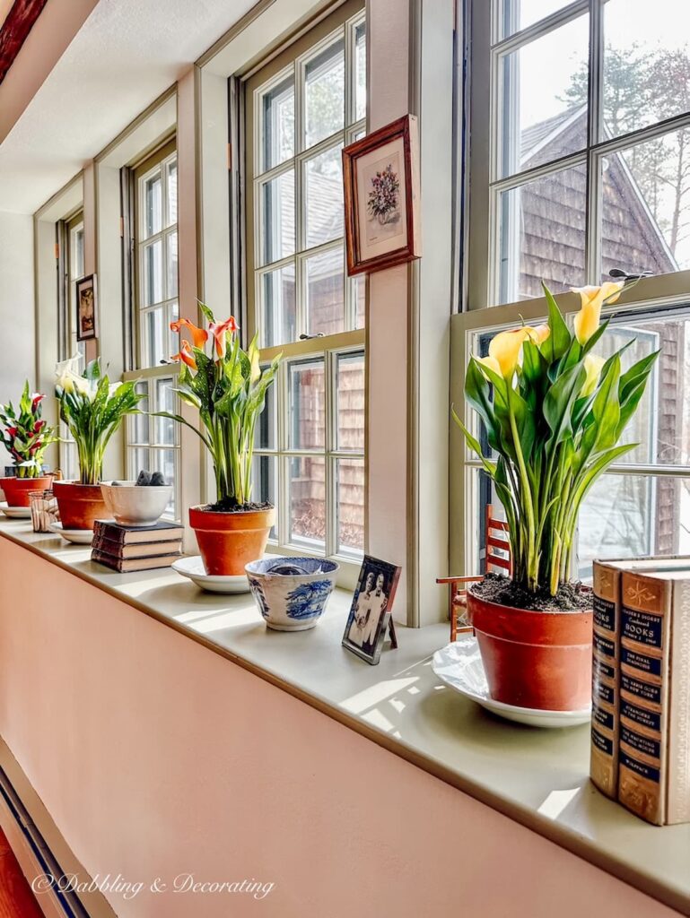 Different colored Calla Lilies in terracotta pots lining large windowsill in vintage home decor.