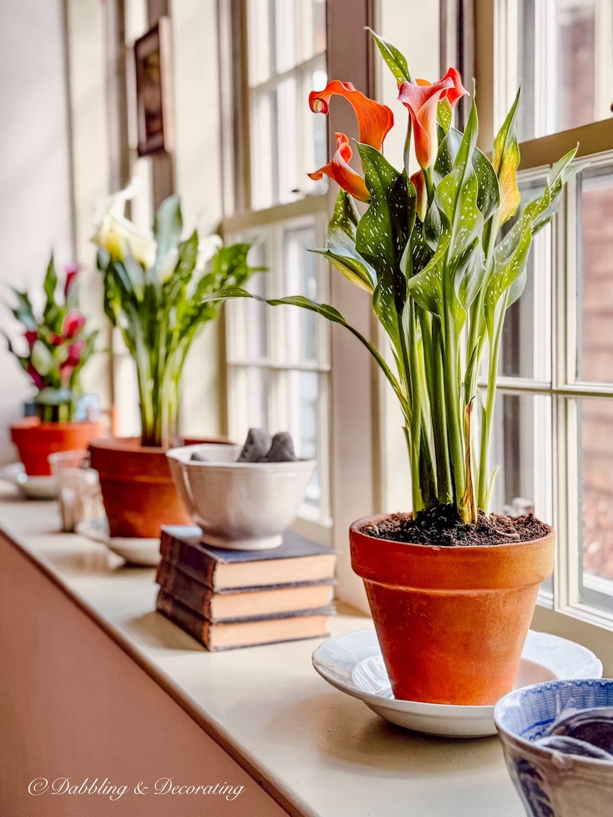 3 Calla lilies in terracotta decor on windowsill in vintage home decor.