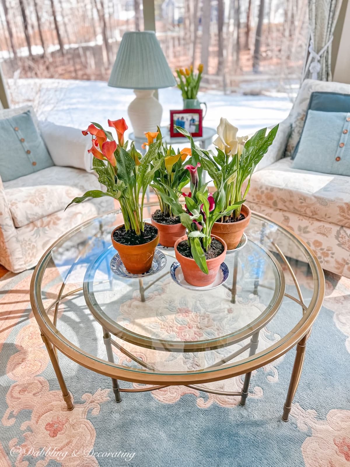 Cala Lilly's in terracotta pots on glass coffee table in vintage blue inspired sunroom.